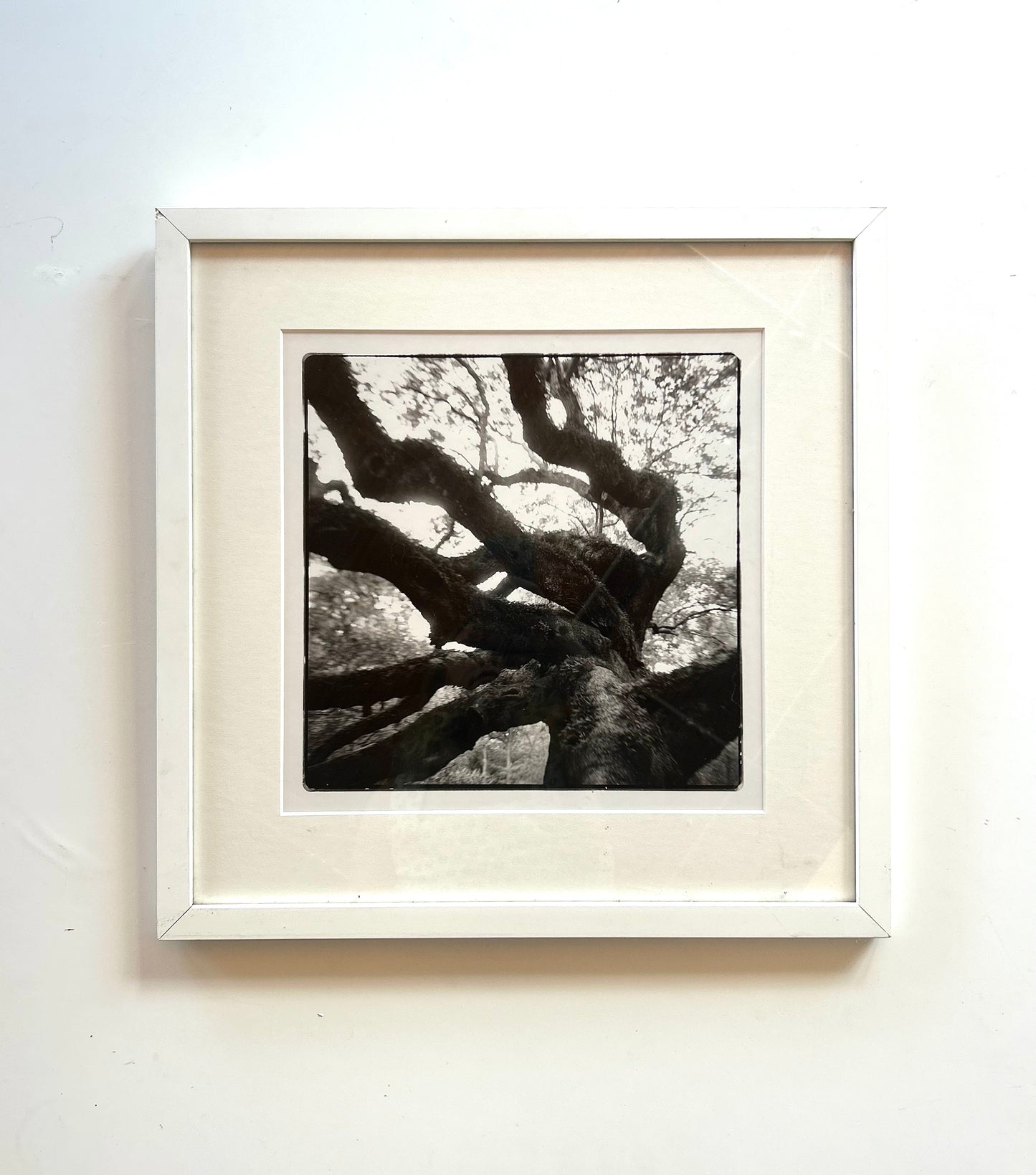 Tara Stallworth Lee - The Angel Oak
