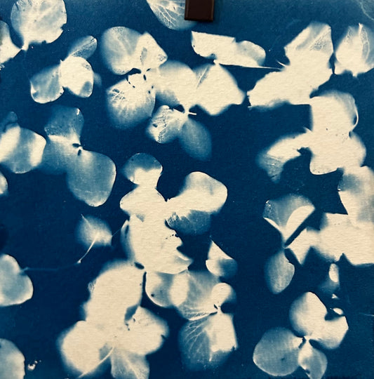 AC Reeves - Cyanotype