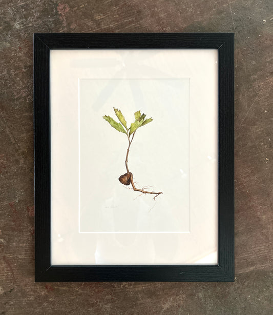 Sara Dismukes - Watercolor Framed