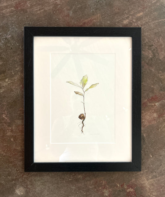 Sara Dismukes - Watercolor Framed